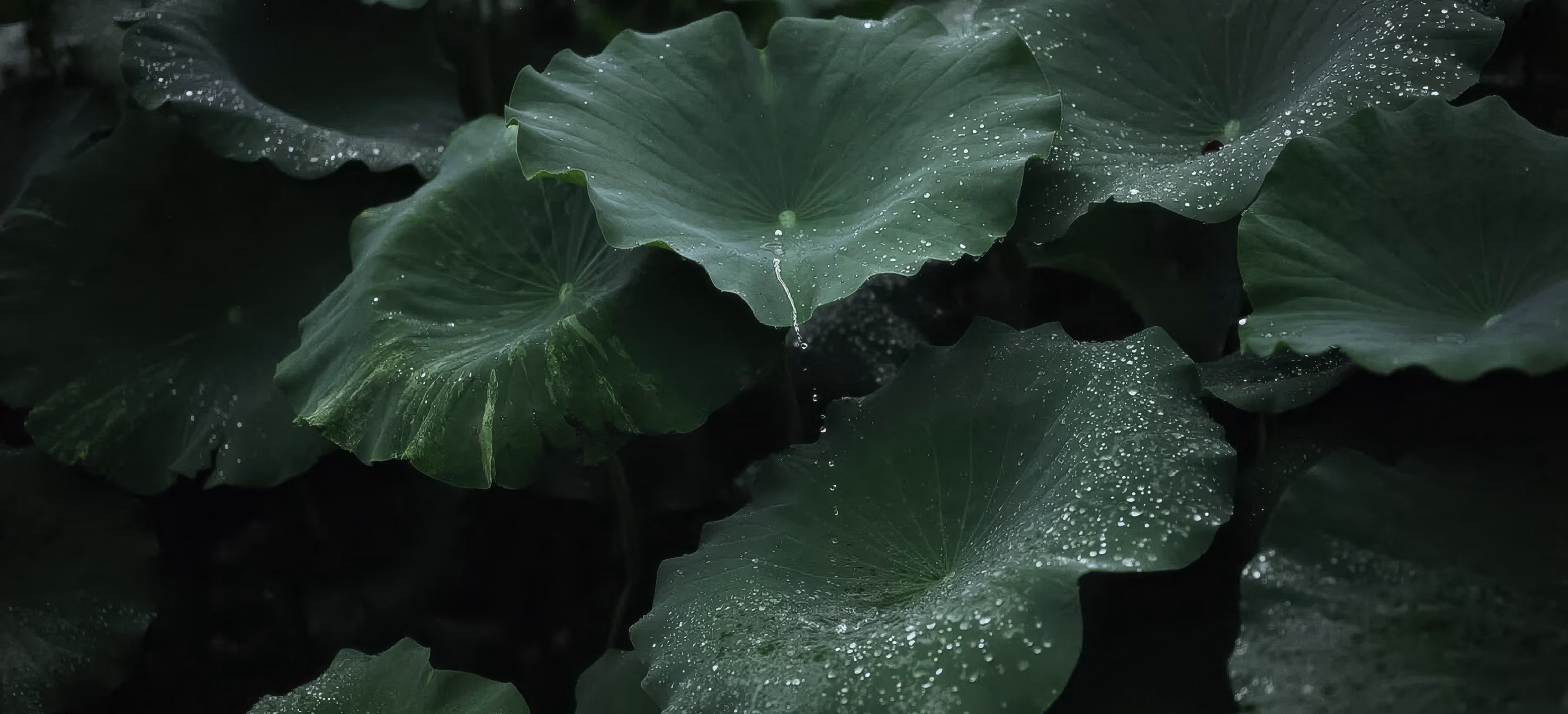 雨粒をまとった蓮の葉